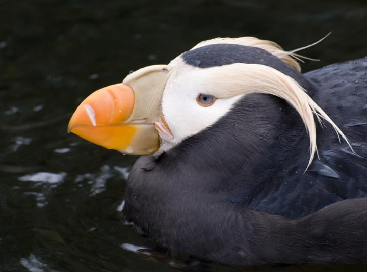 Puffin 1452.jpg